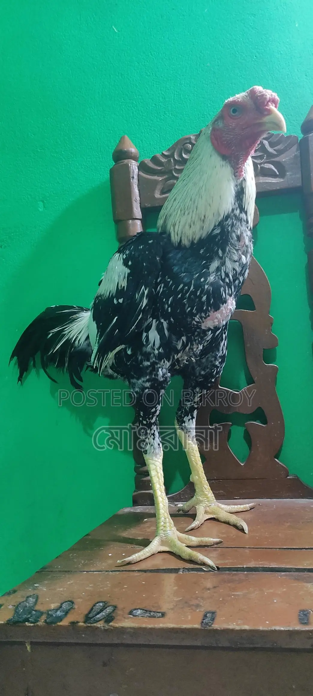 Rooster for Sale