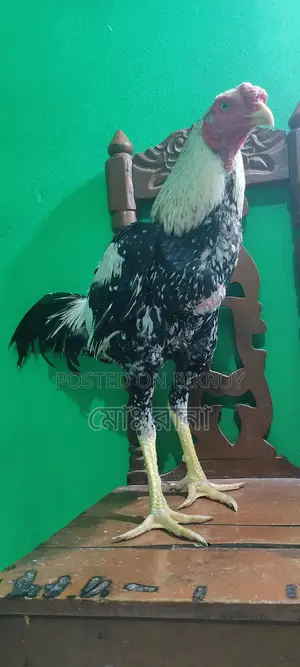 Rooster for Sale