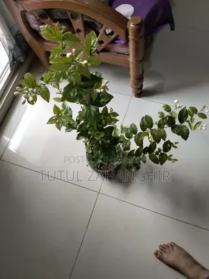 Jasmine Flower Plant
