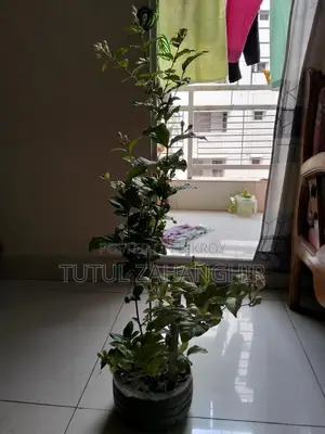 বেলি ফুলের গাছ