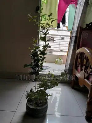বেলি ফুলের গাছ