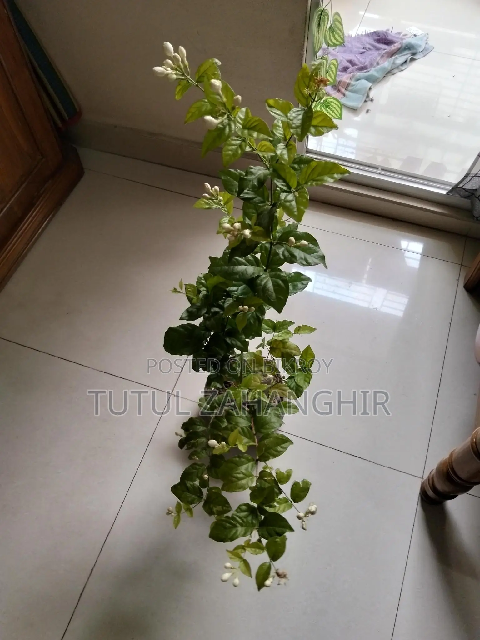বেলি ফুলের গাছ