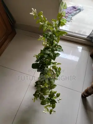 বেলি ফুলের গাছ