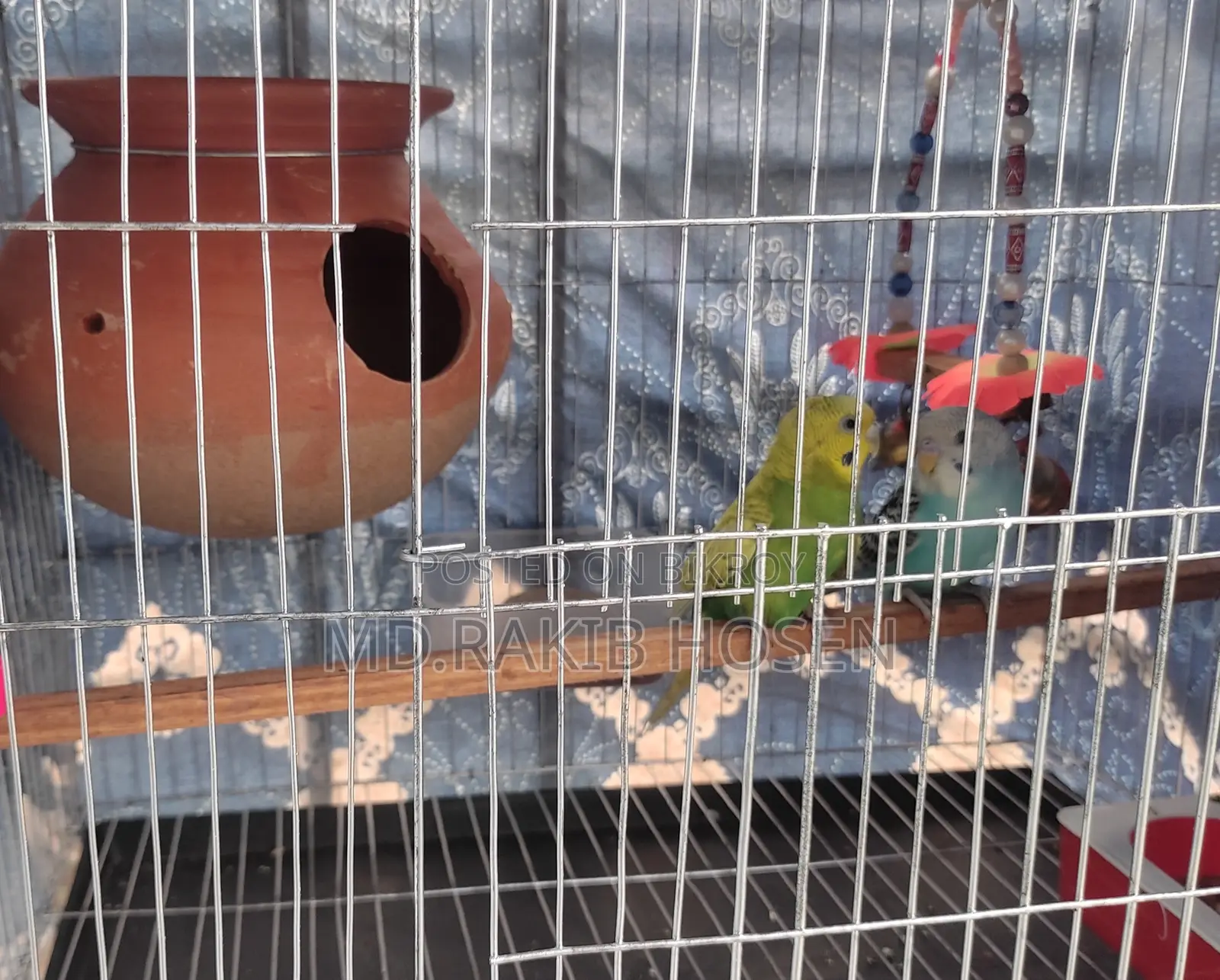 Budgie