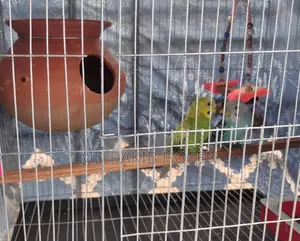 Budgie