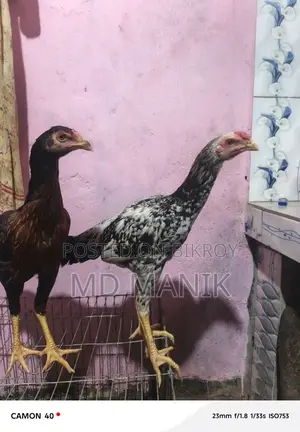 সরালি মুরগি অরজিনাল জাত হল চিতা