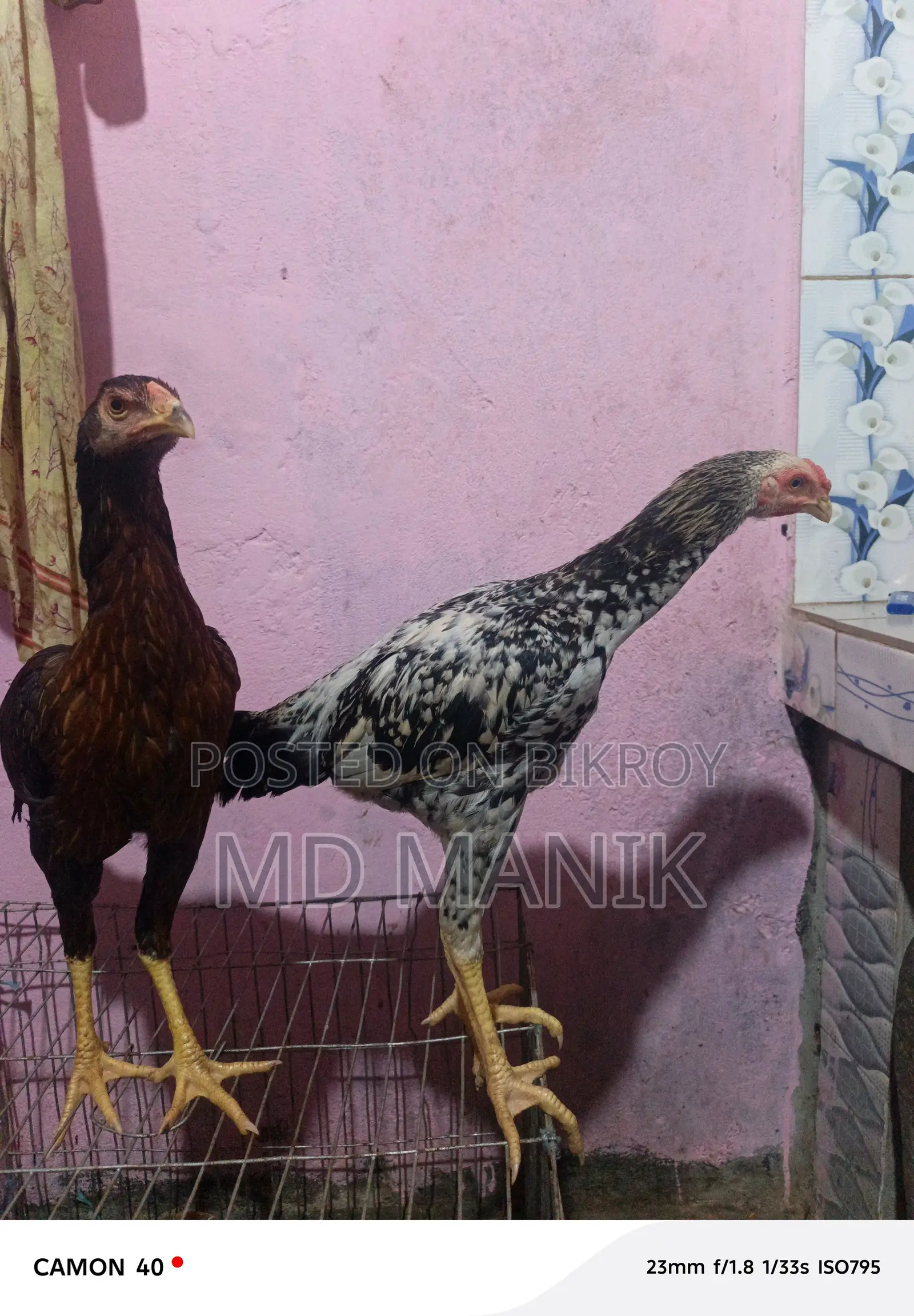 সরালি মুরগি অরজিনাল জাত হল চিতা