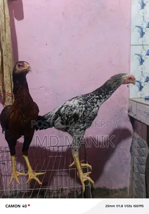 সরালি মুরগি অরজিনাল জাত হল চিতা