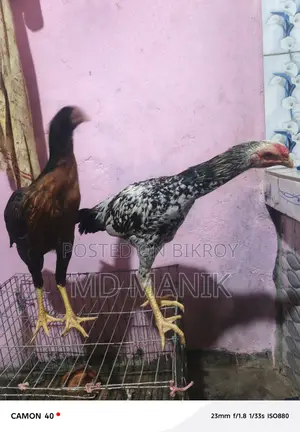 সরালি মুরগি অরজিনাল জাত হল চিতা