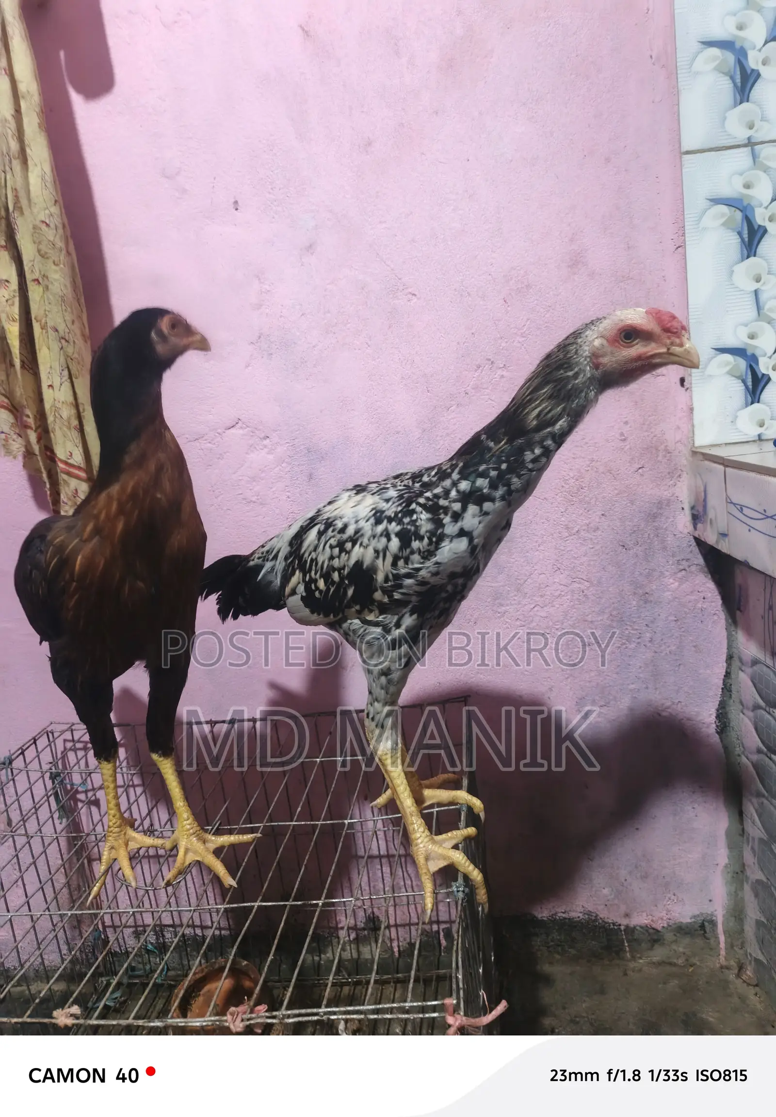 সরালি মুরগি অরজিনাল জাত হল চিতা