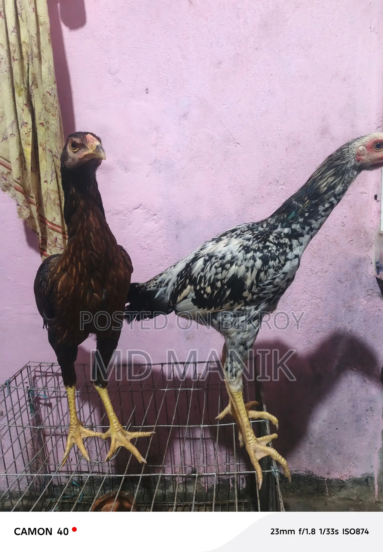 সরালি মুরগি অরজিনাল জাত হল চিতা