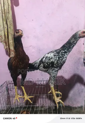 সরালি মুরগি অরজিনাল জাত হল চিতা