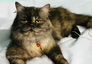 Cat for Sale