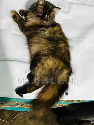 Cat for Sale