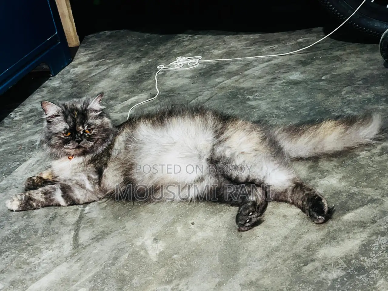 Cat for Sale