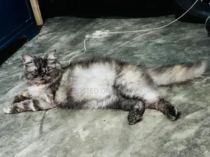 Cat for Sale