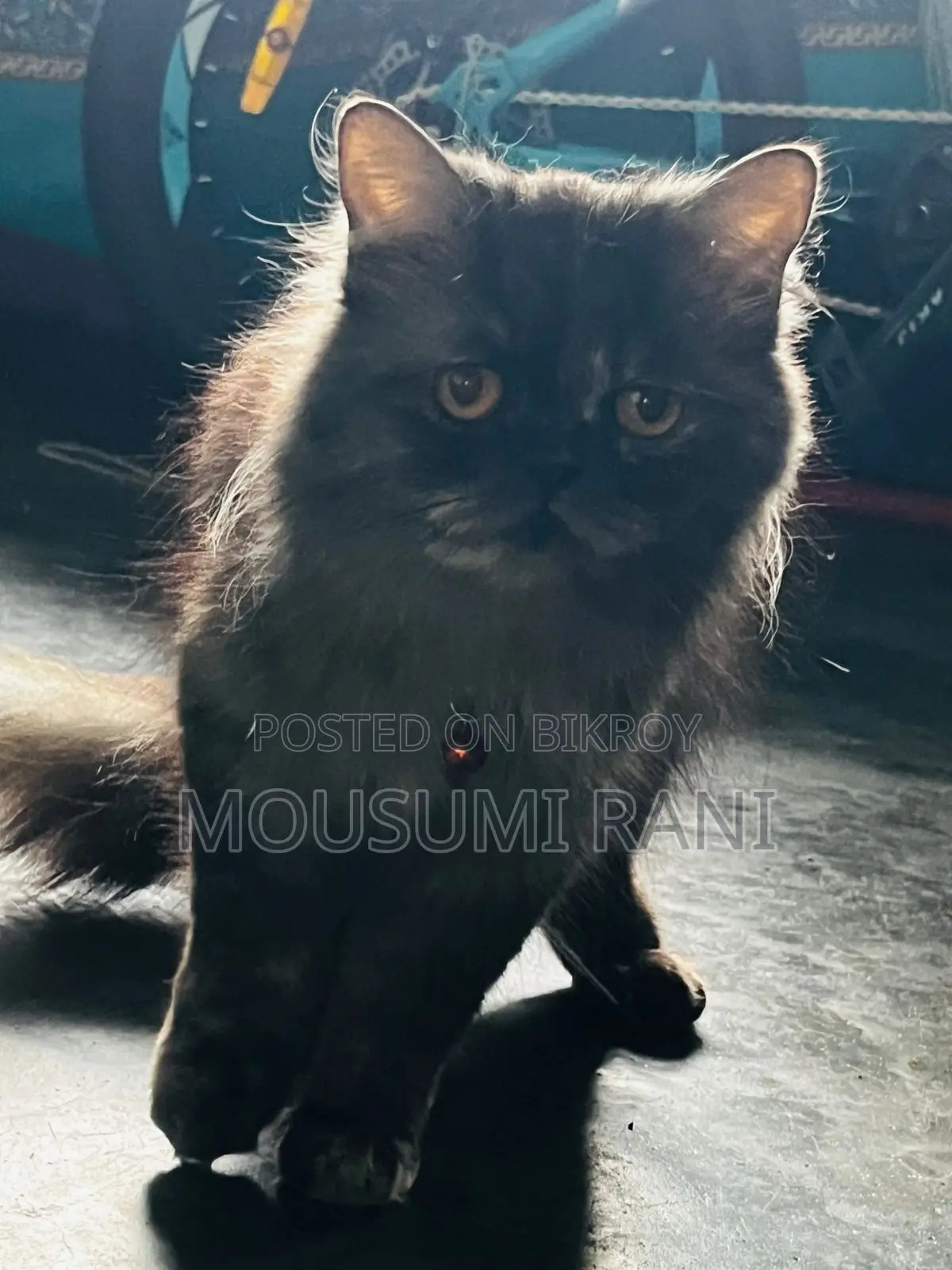 Cat for Sale