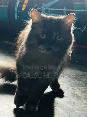 Cat for Sale