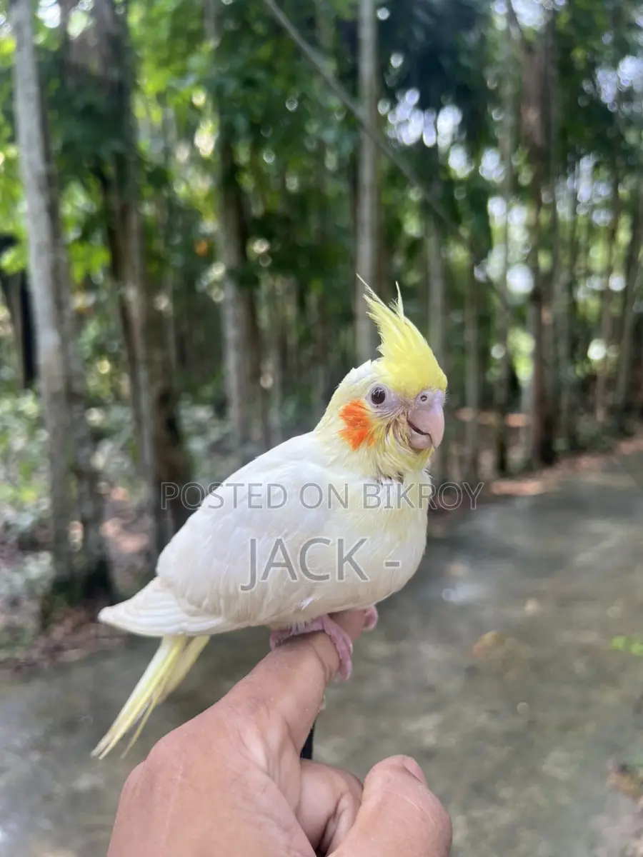 Lutino Red Eye Cockatiel