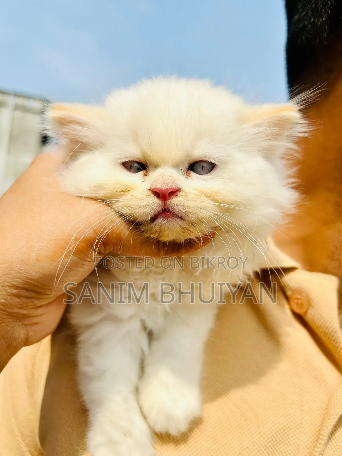 1-3 Months Female Purebred Persian