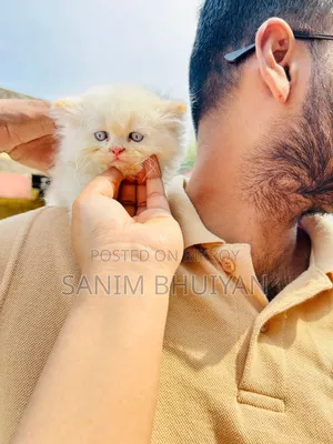 1-3 Months Female Purebred Persian