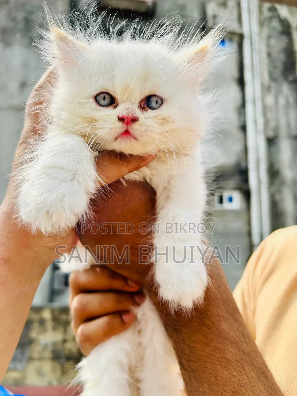 1-3 Months Female Purebred Persian