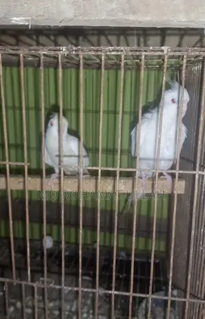 A Pair of Albino Cockatiels (Fully Running)