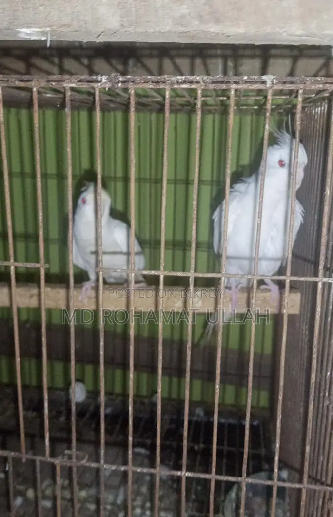 এক জোড়া এলবিনো কোকাটেল ফুল রানিং