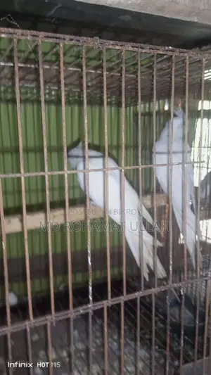 এক জোড়া এলবিনো কোকাটেল ফুল রানিং
