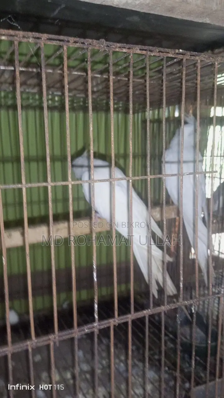 এক জোড়া এলবিনো কোকাটেল ফুল রানিং
