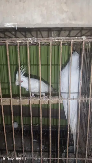 এক জোড়া এলবিনো কোকাটেল ফুল রানিং