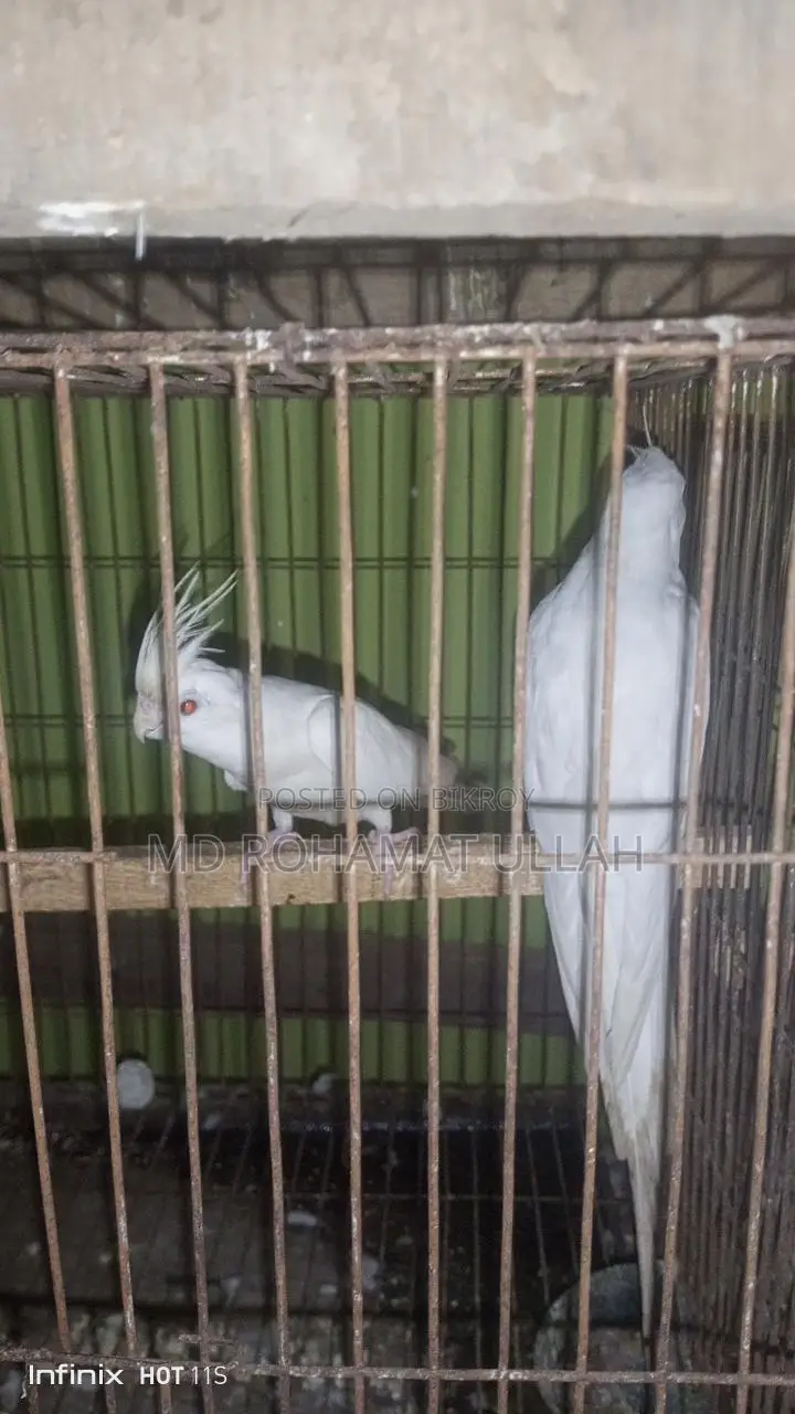 এক জোড়া এলবিনো কোকাটেল ফুল রানিং