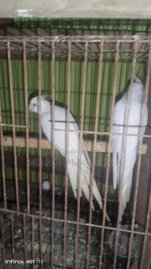 এক জোড়া এলবিনো কোকাটেল ফুল রানিং