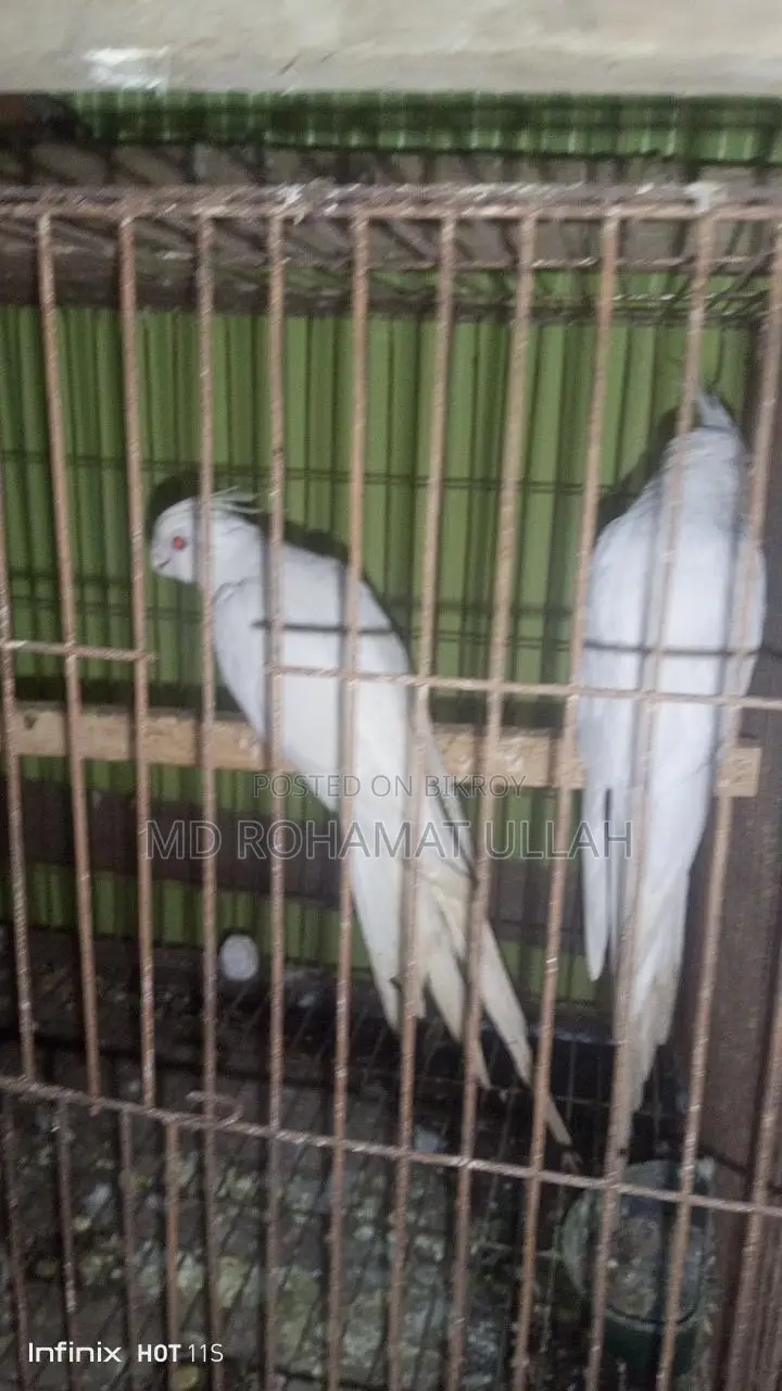 এক জোড়া এলবিনো কোকাটেল ফুল রানিং