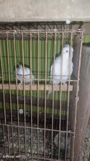 এক জোড়া এলবিনো কোকাটেল ফুল রানিং