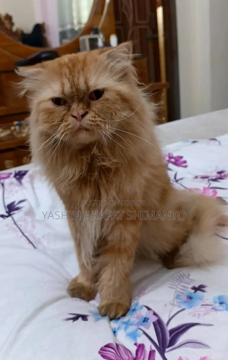 Persian Cat for Sale
