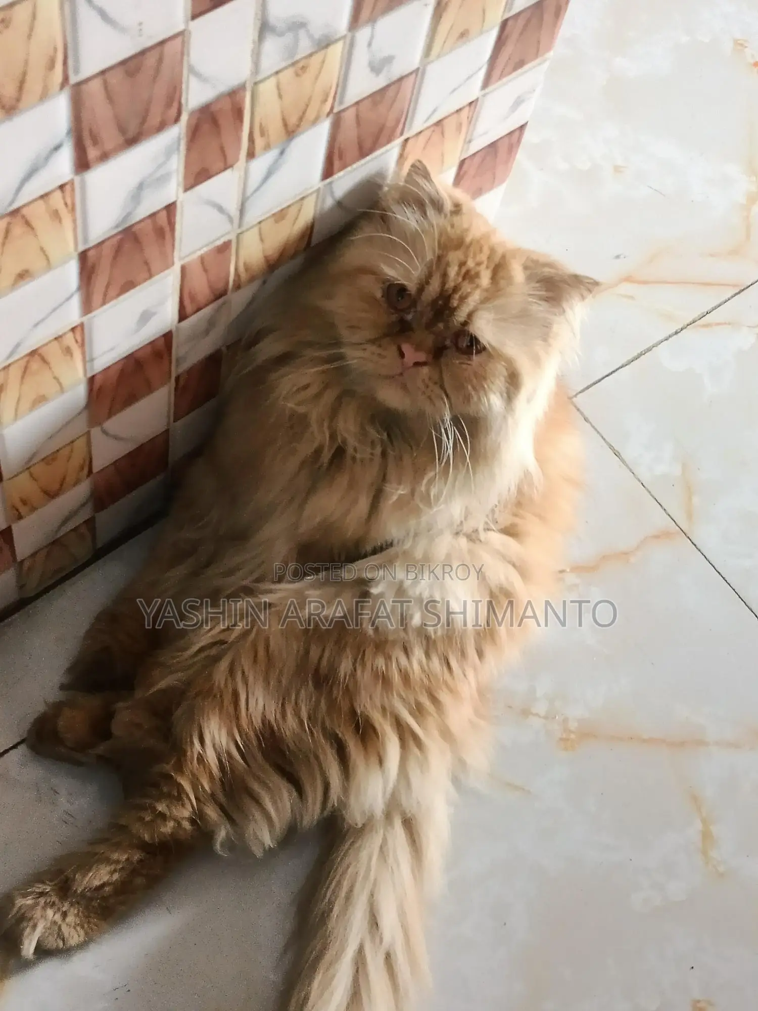 Persian Cat for Sale