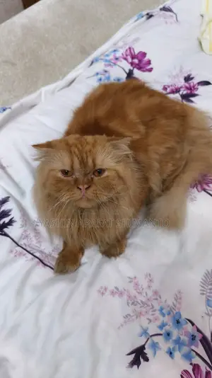 Persian Cat for Sale