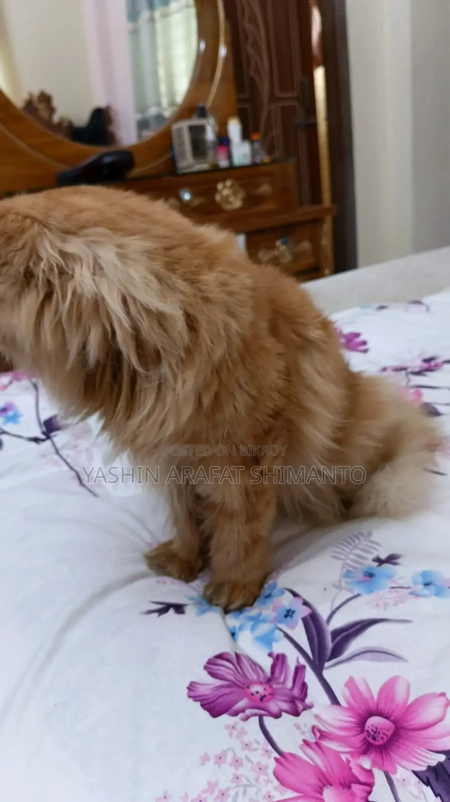 Persian Cat for Sale