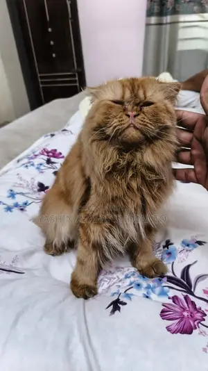 Persian Cat for Sale