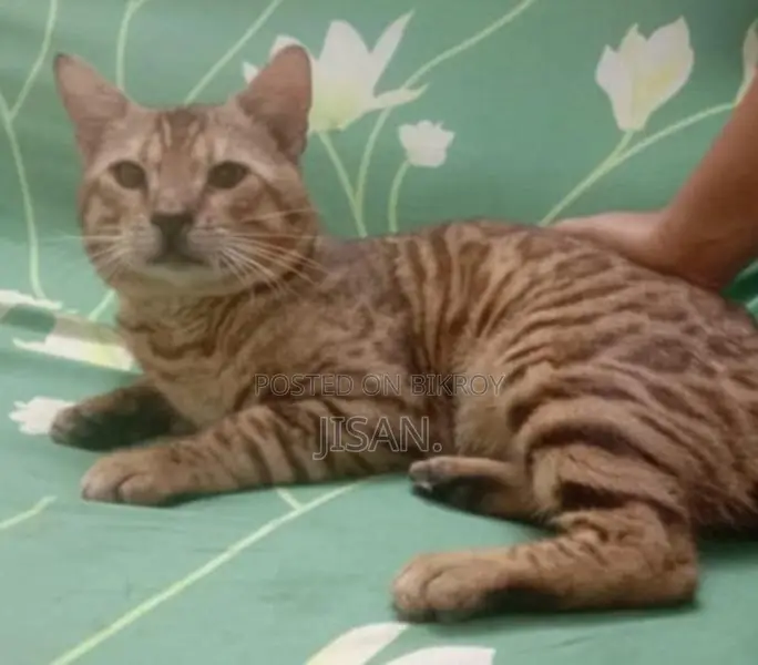 বেঙ্গল ক্যাট