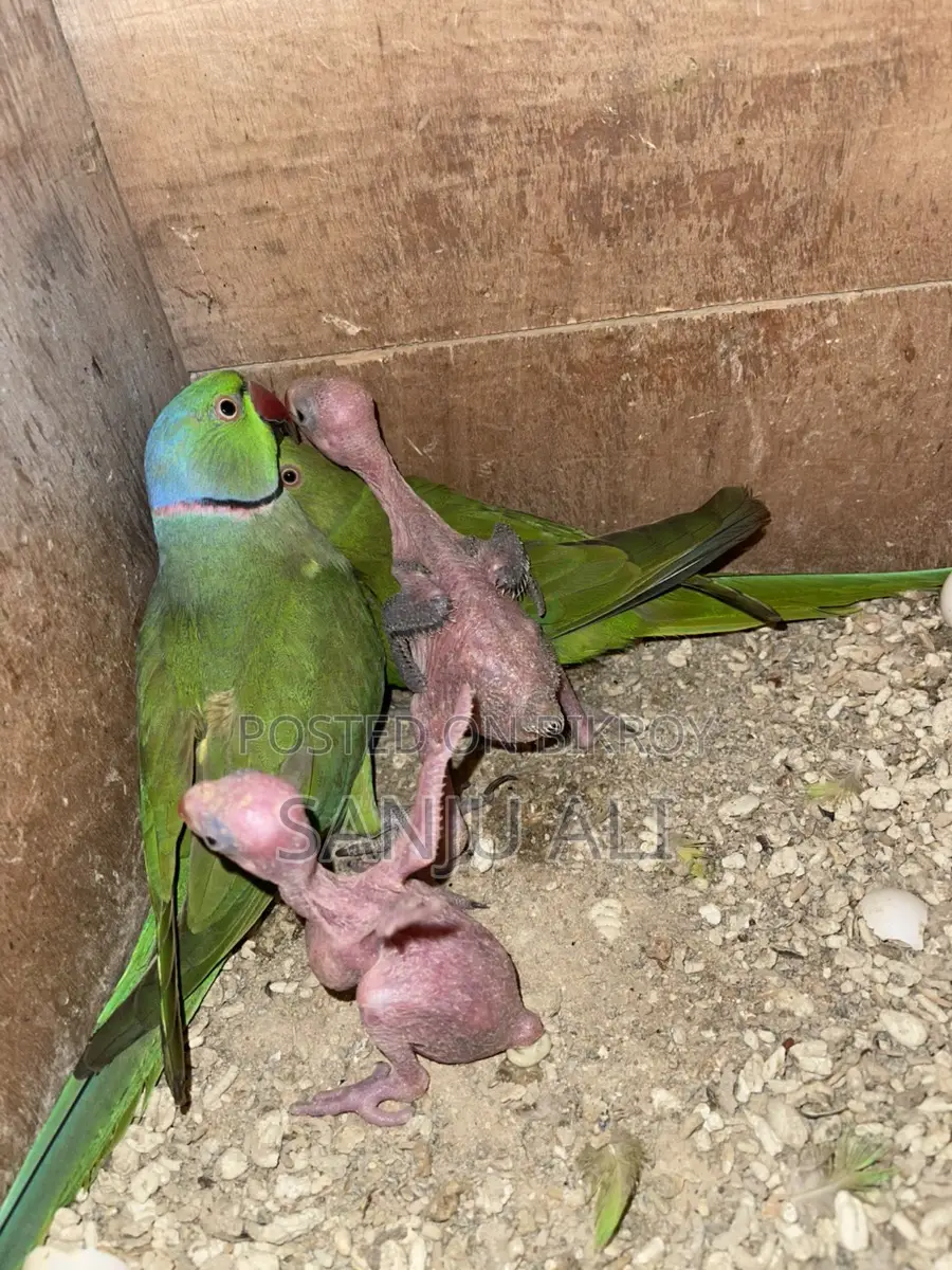 ইন্ডিয়ান রিংনেট