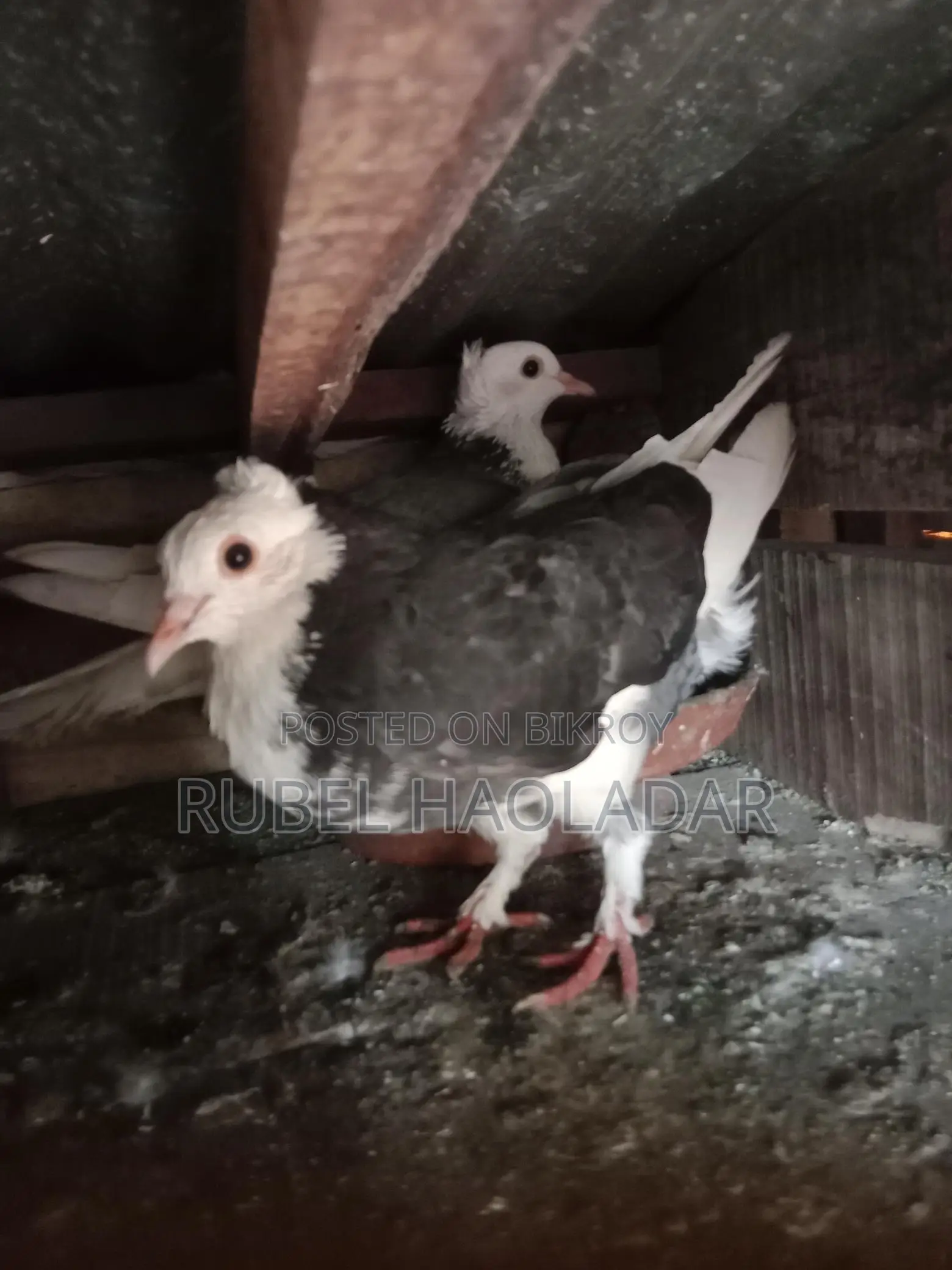 দেশি গোল্লা কবুতর