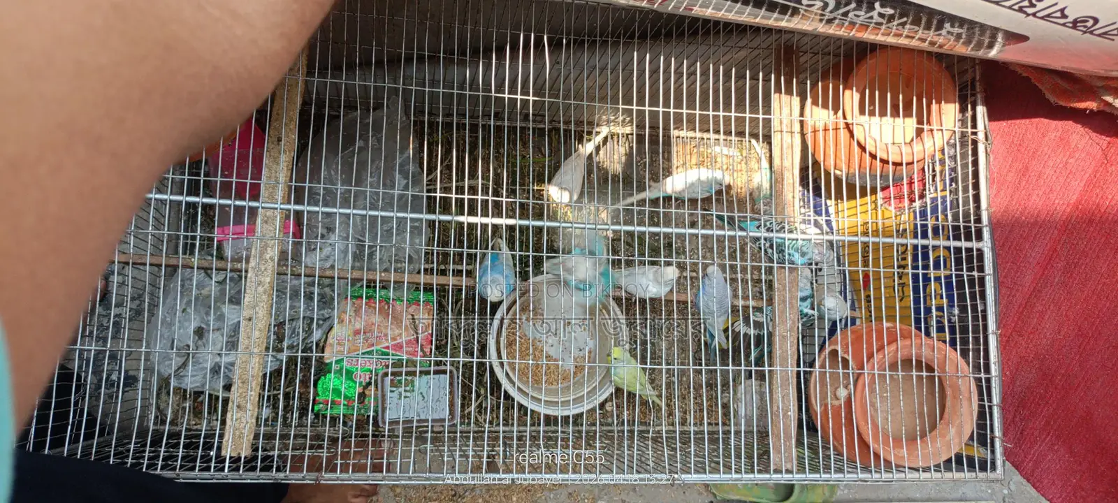 ফুল সেটাপ সহ ১২ টি বাজরিগর