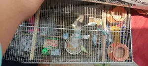 ফুল সেটাপ সহ ১২ টি বাজরিগর