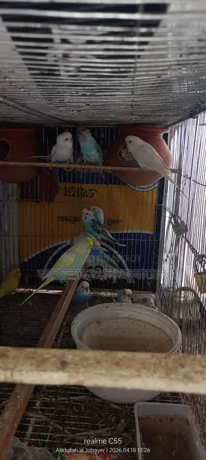 ফুল সেটাপ সহ ১২ টি বাজরিগর
