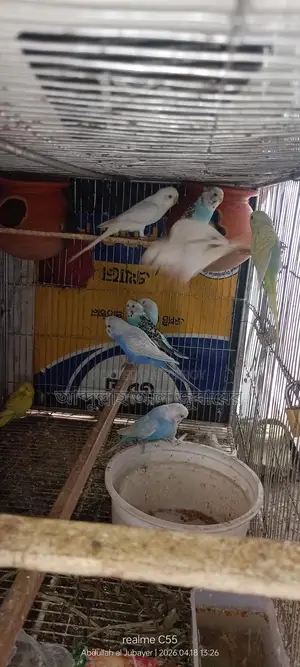 ফুল সেটাপ সহ ১২ টি বাজরিগর