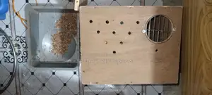 ফুল সেটাপ সহ ১২ টি বাজরিগর