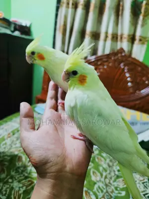 Cockatiel Bird