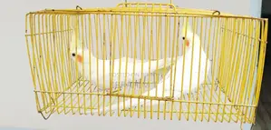 Lutino Female Cockatiel Bird for Sale